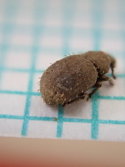 Trachyphloeus alternans