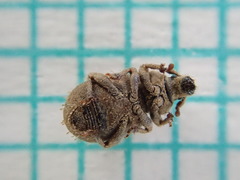 Trachyphloeus alternans