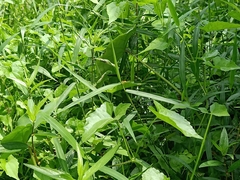 Ischnura senegalensis