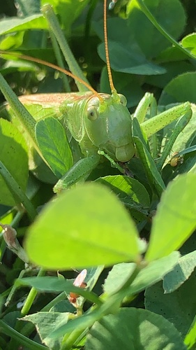 Great Green Bush-cricket, photo 9 of 9