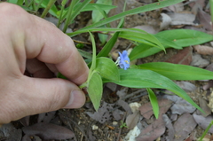 Commelina bracteosa