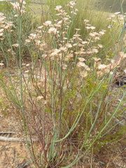 Limonium longifolium