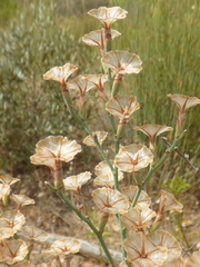 Limonium longifolium