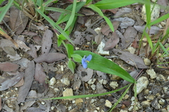 Commelina bracteosa
