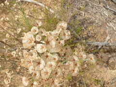 Limonium longifolium