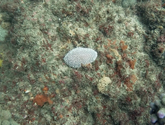 Polycitor giganteus