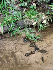 Echinochloa polystachya