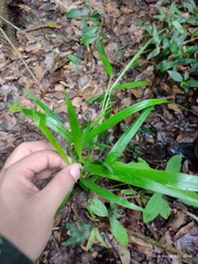 Echinochloa polystachya