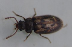 Phloiophilus edwardsii