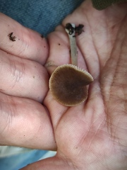 Pluteus nanus