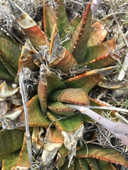 Gasteria nitida