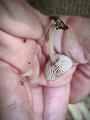 Pluteus nanus