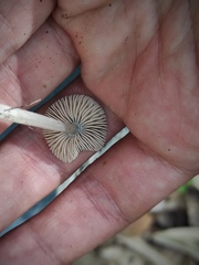 Pluteus nanus