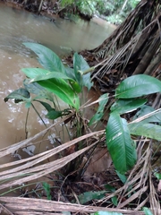 Spathiphyllum humboldtii