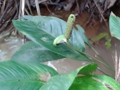 Spathiphyllum humboldtii