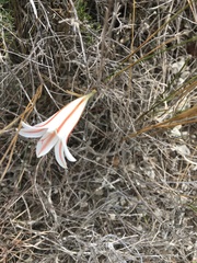 Cyrtanthus loddigesianus