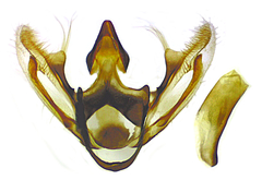 Eufidonia discospilata