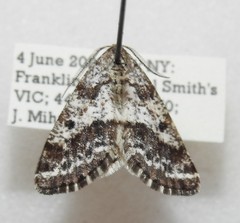 Eufidonia discospilata