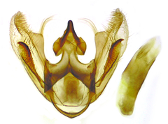 Eufidonia convergaria