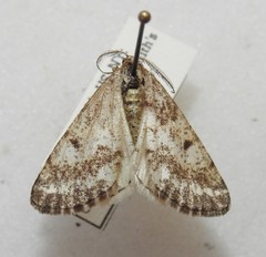 Eufidonia convergaria