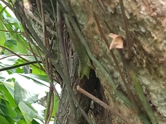 Dasia olivacea