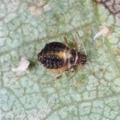 Chaitophorus tremulae