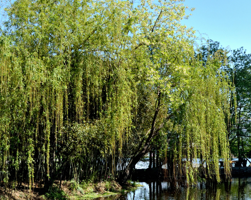 vŕba babylonská (Salix babylonica)