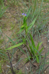 Commelina schweinfurthii