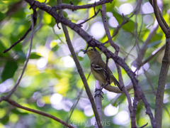 Vireo crassirostris