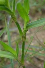 Commelina schweinfurthii