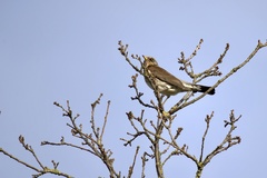 Turdus pilaris