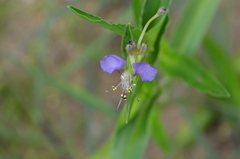 Commelina schweinfurthii