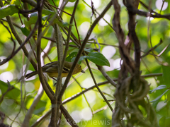Vireo crassirostris