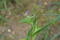 Commelina schweinfurthii