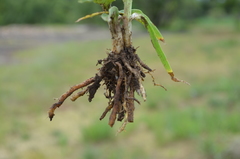 Commelina schweinfurthii