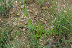 Commelina schweinfurthii
