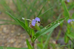 Commelina schweinfurthii