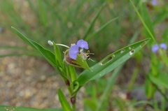 Commelina schweinfurthii