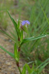 Commelina schweinfurthii