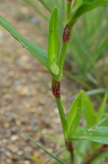 Commelina schweinfurthii