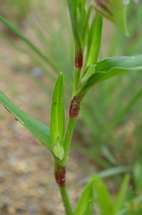 Commelina schweinfurthii