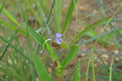 Commelina schweinfurthii