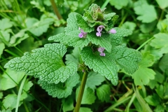 Lamium purpureum