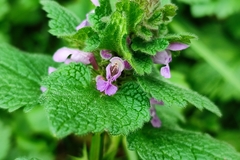 Lamium purpureum