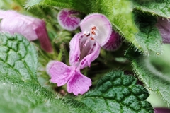 Lamium purpureum