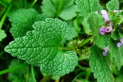 Lamium purpureum