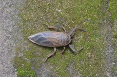 Lethocerus cordofanus