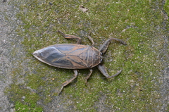 Lethocerus cordofanus