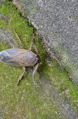 Lethocerus cordofanus