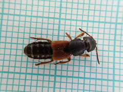 Platydracus stercorarius